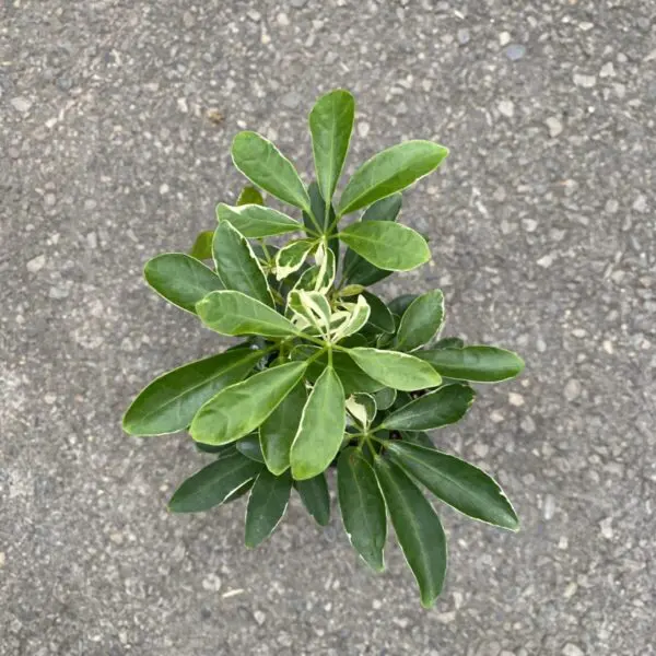 Schefflera 'Moonlight' (Variegated Umbrella Tree)