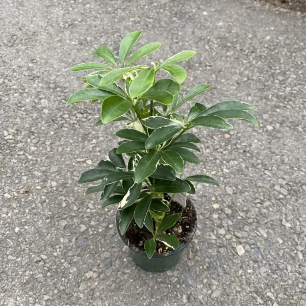 Schefflera 'Moonlight' (Variegated Umbrella Tree) - Image 2