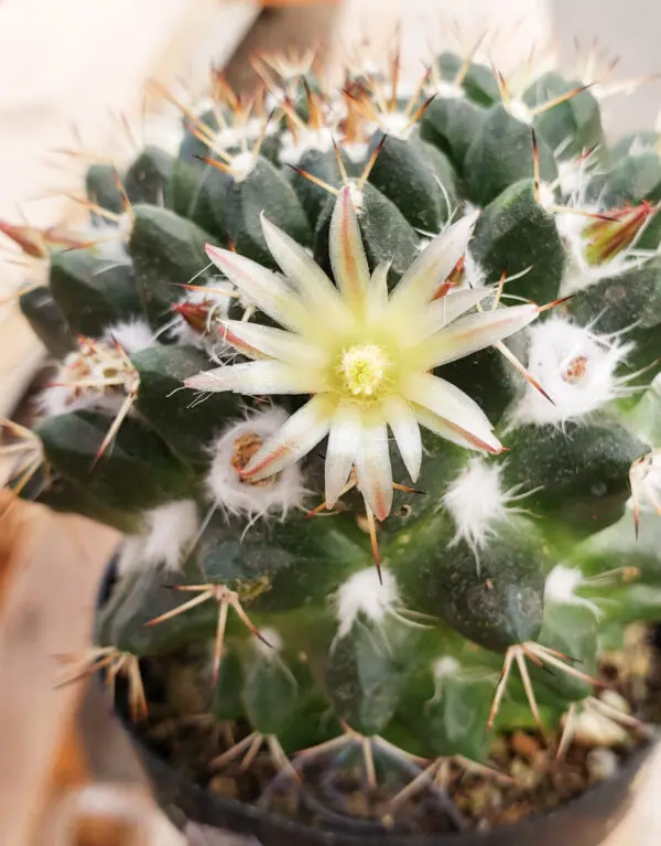 Silver Arrows Mammillaria Nejapensis - Image 2