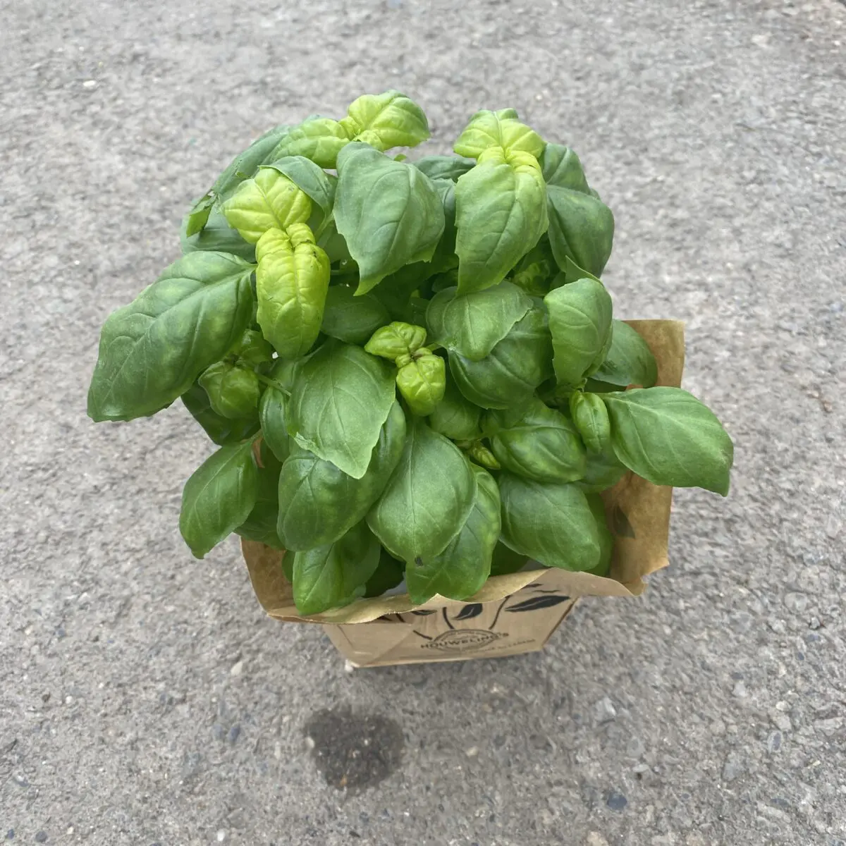 Basil Plants Culinary Herbs