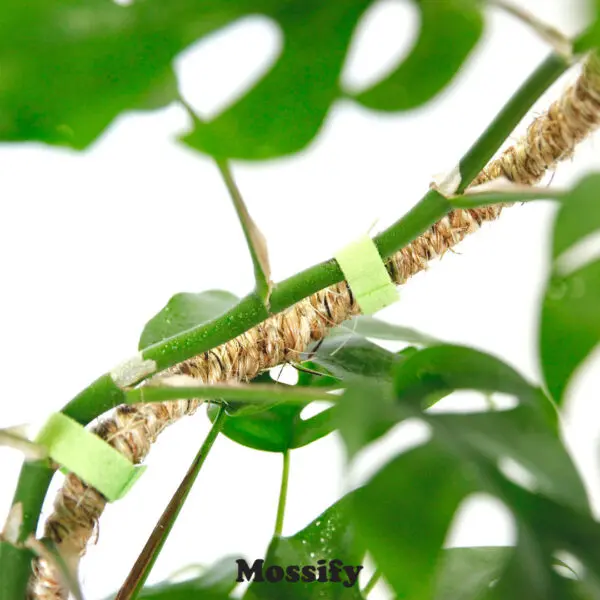 Mossify Bendable Coir Poles - Image 2