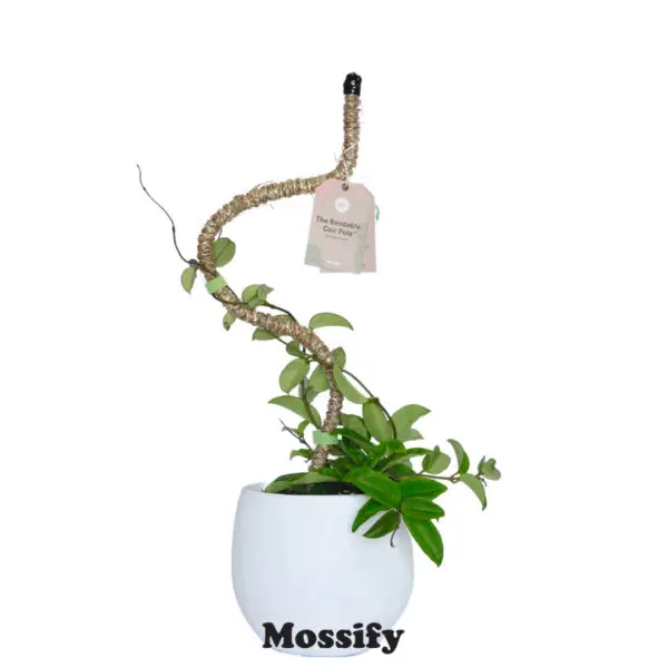 Mossify Bendable Coir Poles