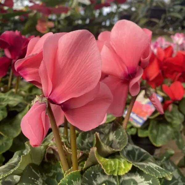 Cyclamen 'Hederifolium' (Indoor Cyclamen) - Image 4
