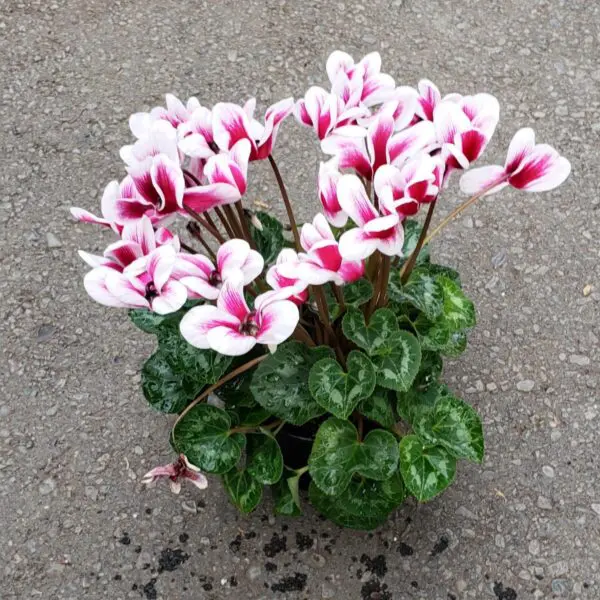 Cyclamen 'Hederifolium' (Indoor Cyclamen) - Image 6