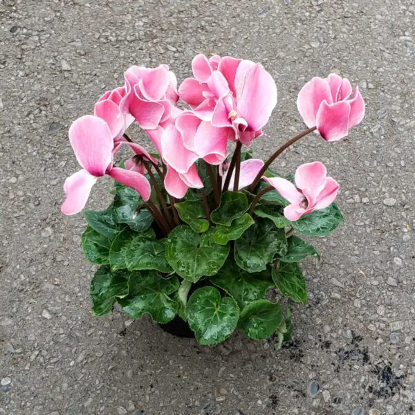 Cyclamen 'Hederifolium' (Indoor Cyclamen) - Image 8