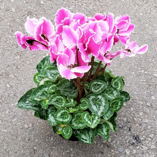 Cyclamen 'Hederifolium' (Indoor Cyclamen) - Image 7