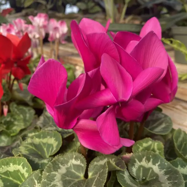 Cyclamen 'Hederifolium' (Indoor Cyclamen) - Image 5