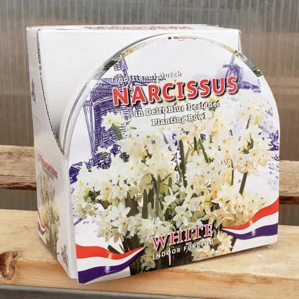 Traditional Dutch White Narcissus Indoor Growing Bowl Kit - Indoor Bulbs