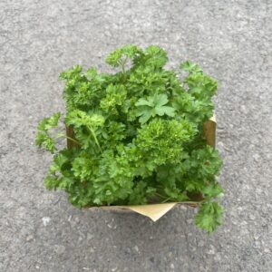 Parsley Plants - Culinary Herbs