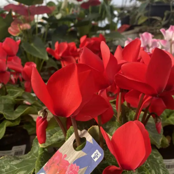 Cyclamen 'Hederifolium' (Indoor Cyclamen) - Image 3