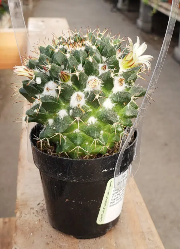 Silver Arrows Mammillaria Nejapensis