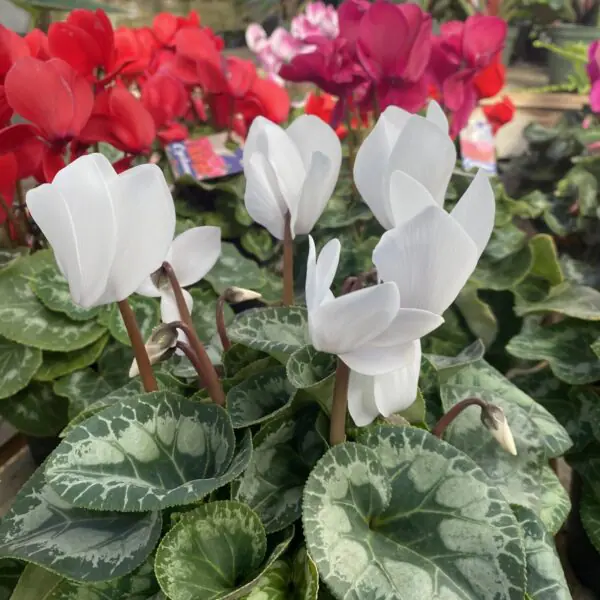 Cyclamen 'Hederifolium' (Indoor Cyclamen)
