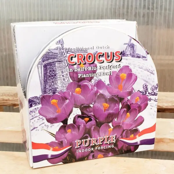 Traditional Dutch Purple Crocus Indoor Growing Bowl Kit - Indoor Bulbs