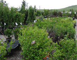 Trees and shrubs in our lot