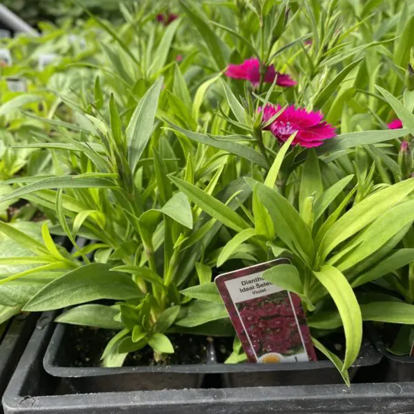 Dianthus (Bedding Packs) - Image 2
