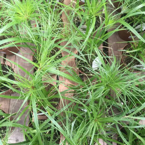 Prince Tut Ornamental Grass - Image 2