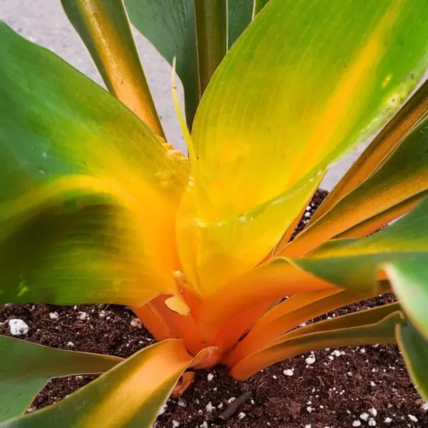 Chlorophytum amaniense - Mandarin Plant - Fire Flash Plant - Image 2