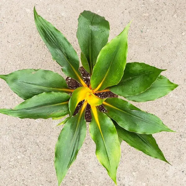 Chlorophytum amaniense - Mandarin Plant - Fire Flash Plant