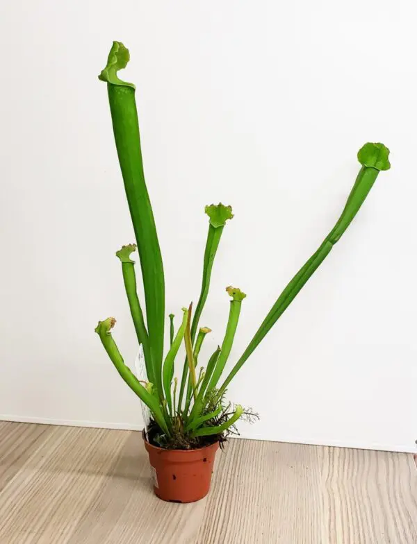 Trumpet Pitcher Plant Carnivorous Plant
