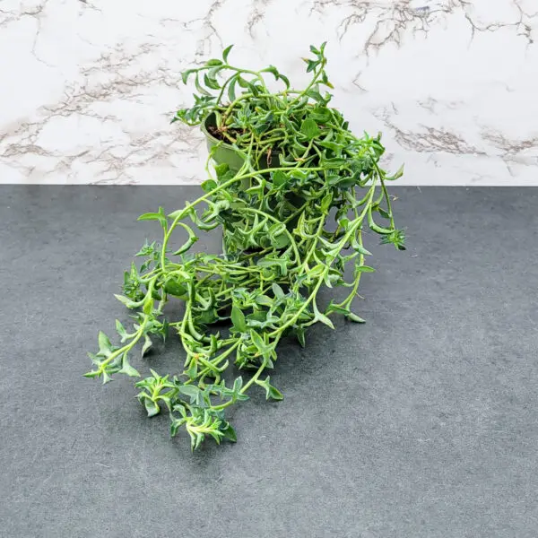 String of Dolphins (Senecio Peregrinus)