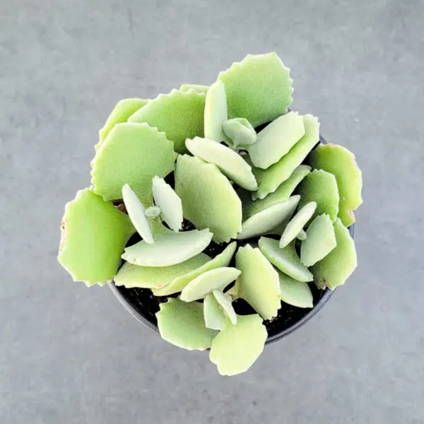Kalanchoe Variety - Fuzzy