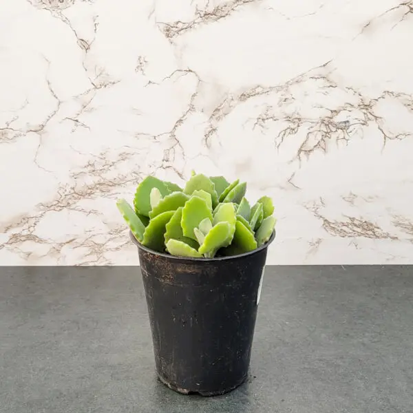 Kalanchoe Variety - Fuzzy - Image 2