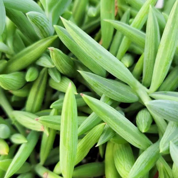 String of Fish Hooks (Senecio Radicans)