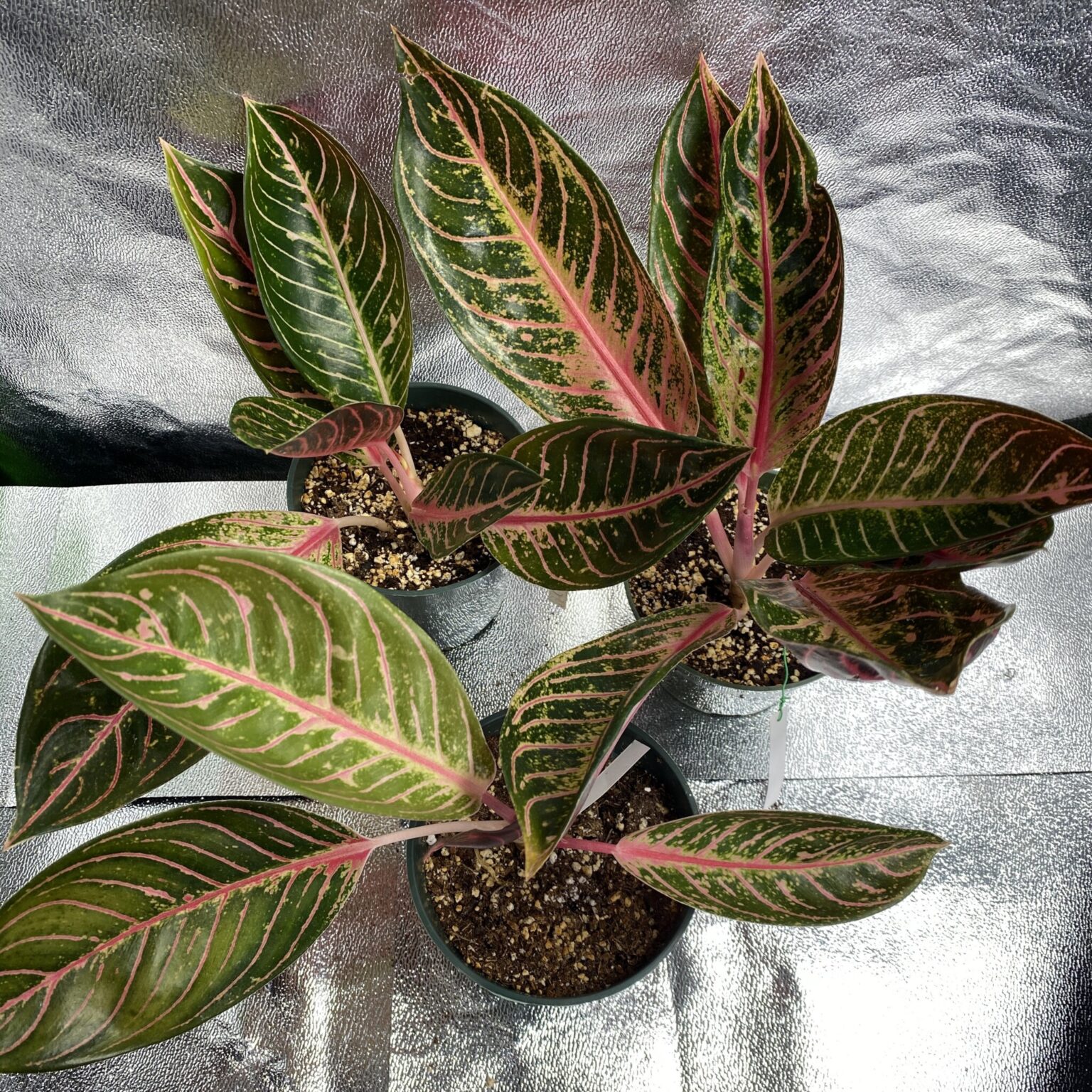 Aglaonema Pride Of Sumatra Exotics Anything Grows