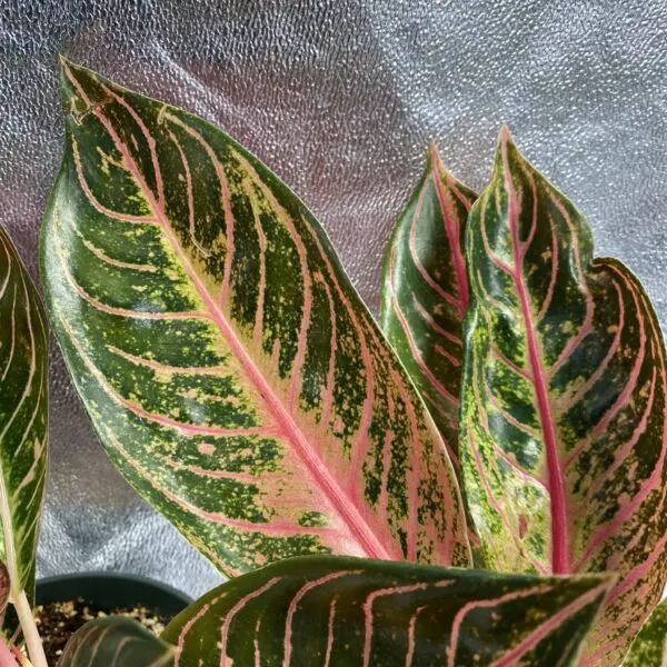 Aglaonema 'Pride of Sumatra' - Exotics