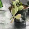 Dischidia Oiantha Variegata - Exotics