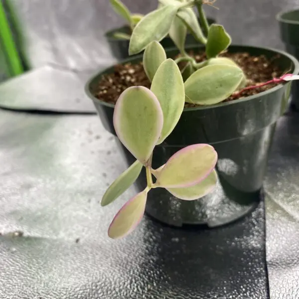 Dischidia Oiantha Variegata - Exotics