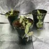 Dischidia Oiantha Variegata - Exotics - Image 2