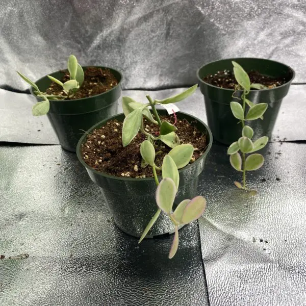 Dischidia Oiantha Variegata - Exotics - Image 2