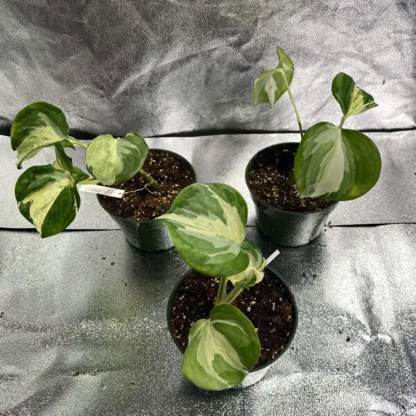 Epipremnum Aureum 'Manjula' - Exotics - Image 2