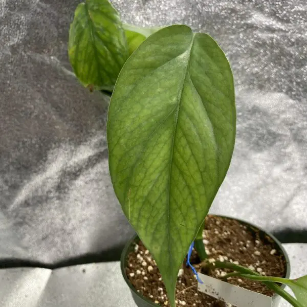 Epipremnum Pinnatum 'Cebu Blue I' - Exotics