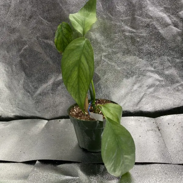 Epipremnum Pinnatum 'Cebu Blue I' - Exotics - Image 2