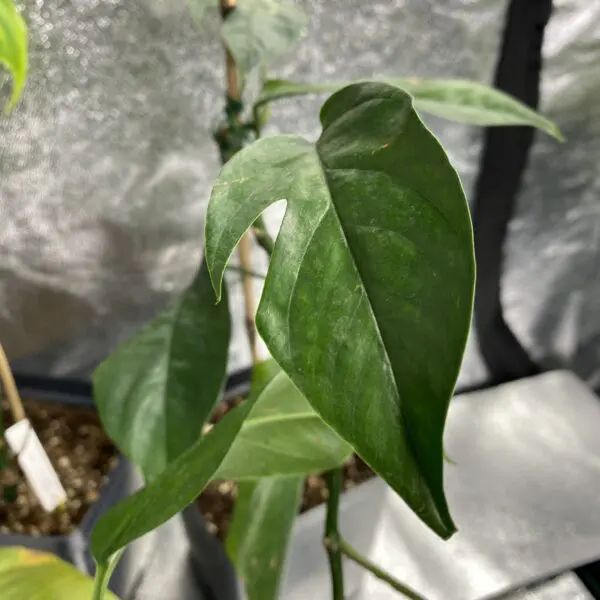 Epipremnum Pinnatum II - Exotics - Image 4