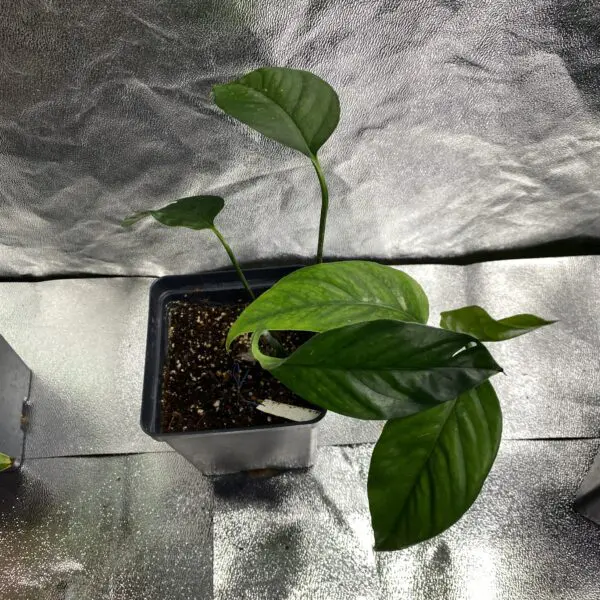 Epipremnum Pinnatum II - Exotics - Image 3