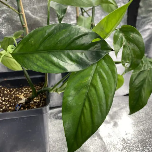 Epipremnum Pinnatum II - Exotics - Image 2
