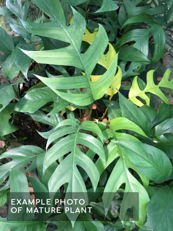 Epipremnum Pinnatum II - Exotics - Image 6