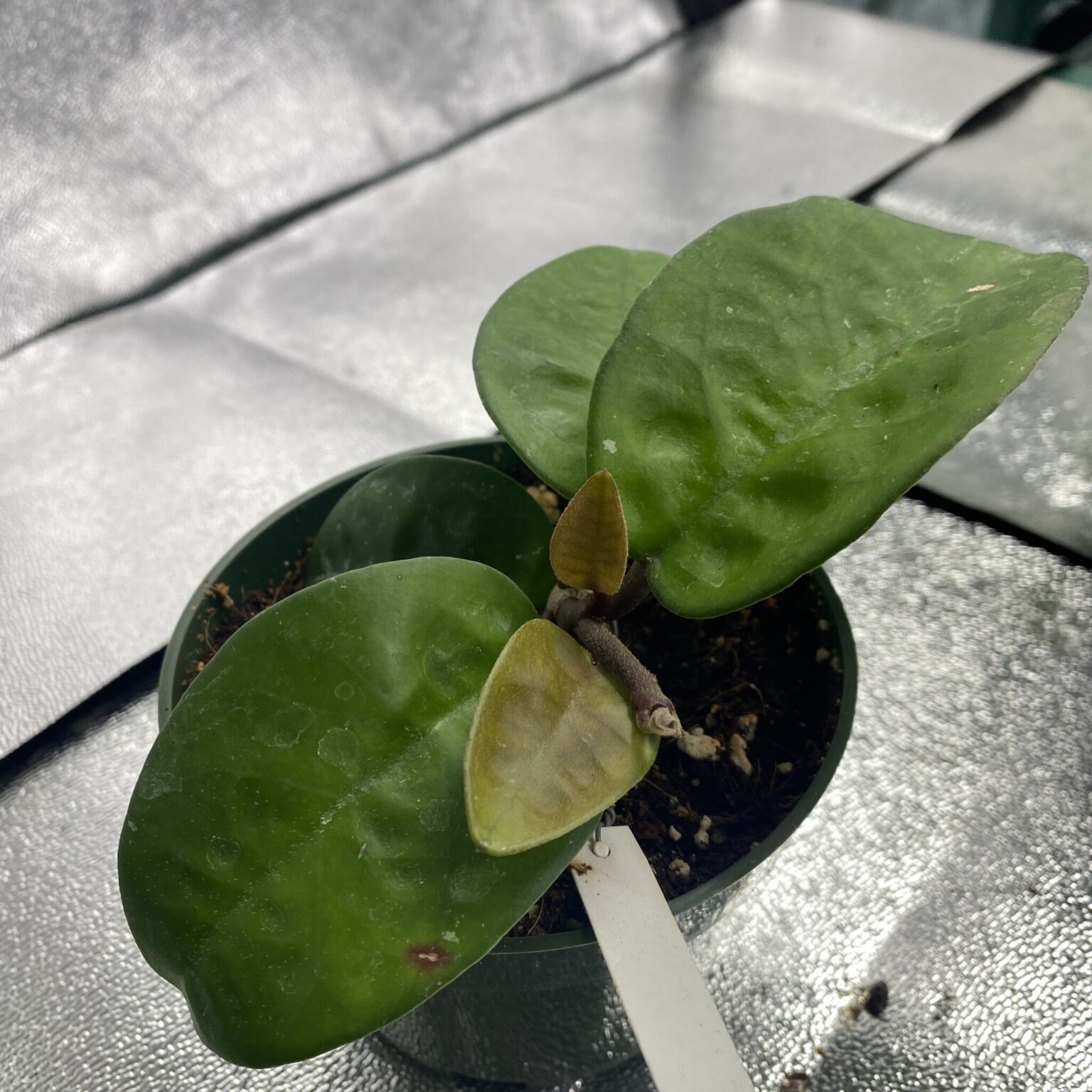 Hoya Carnosa Chelsea – Exotics › Anything Grows