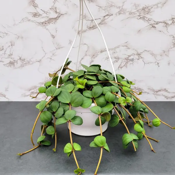 Peperomia Hope - Image 2
