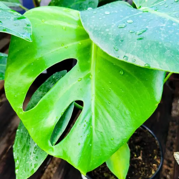 Monstera Deliciosa (Swiss Cheese Plant) - Image 2