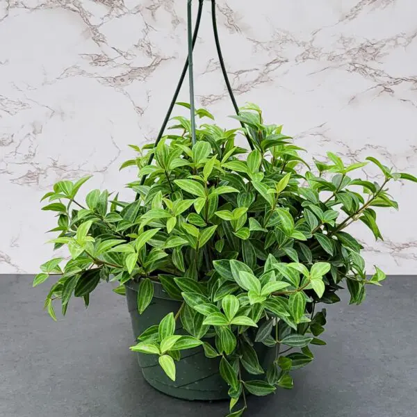 Peperomia 'Beetle' (Peperomia Quadrangularis) - Tropicals/Houseplants - Image 2