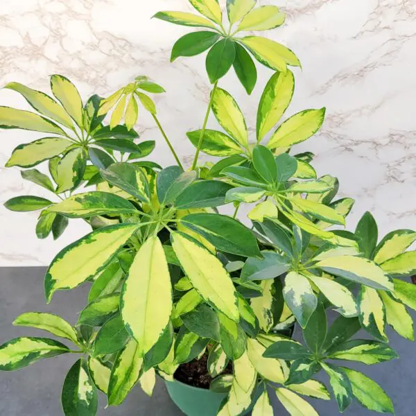 Hawaiian Umbrella Tree (Schefflera arboricola 'Trinette')