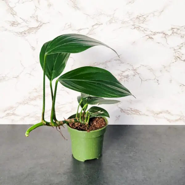 Dragon's Tail (Raphidophera decursiva)