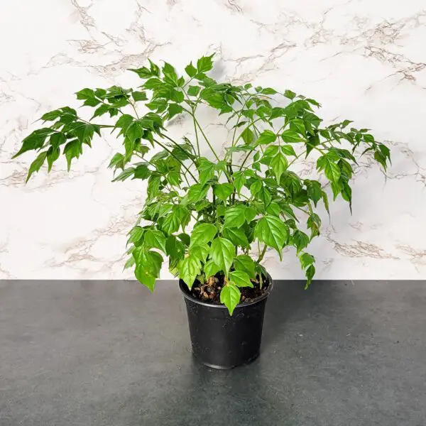 China Doll (Radermachera sinica)