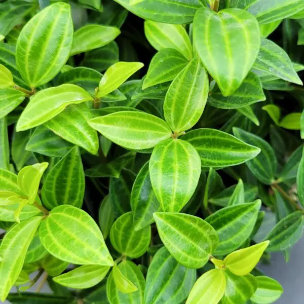 Peperomia 'Beetle' (Peperomia Quadrangularis) - Tropicals/Houseplants
