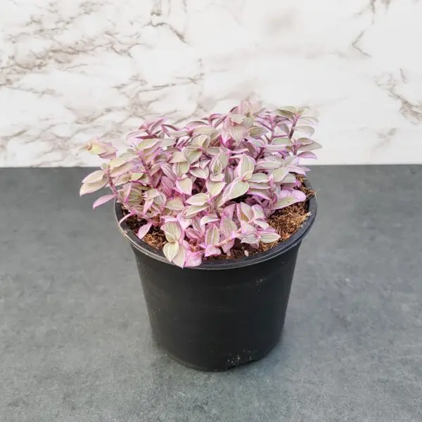 Callisia repens 'Pink Panther'