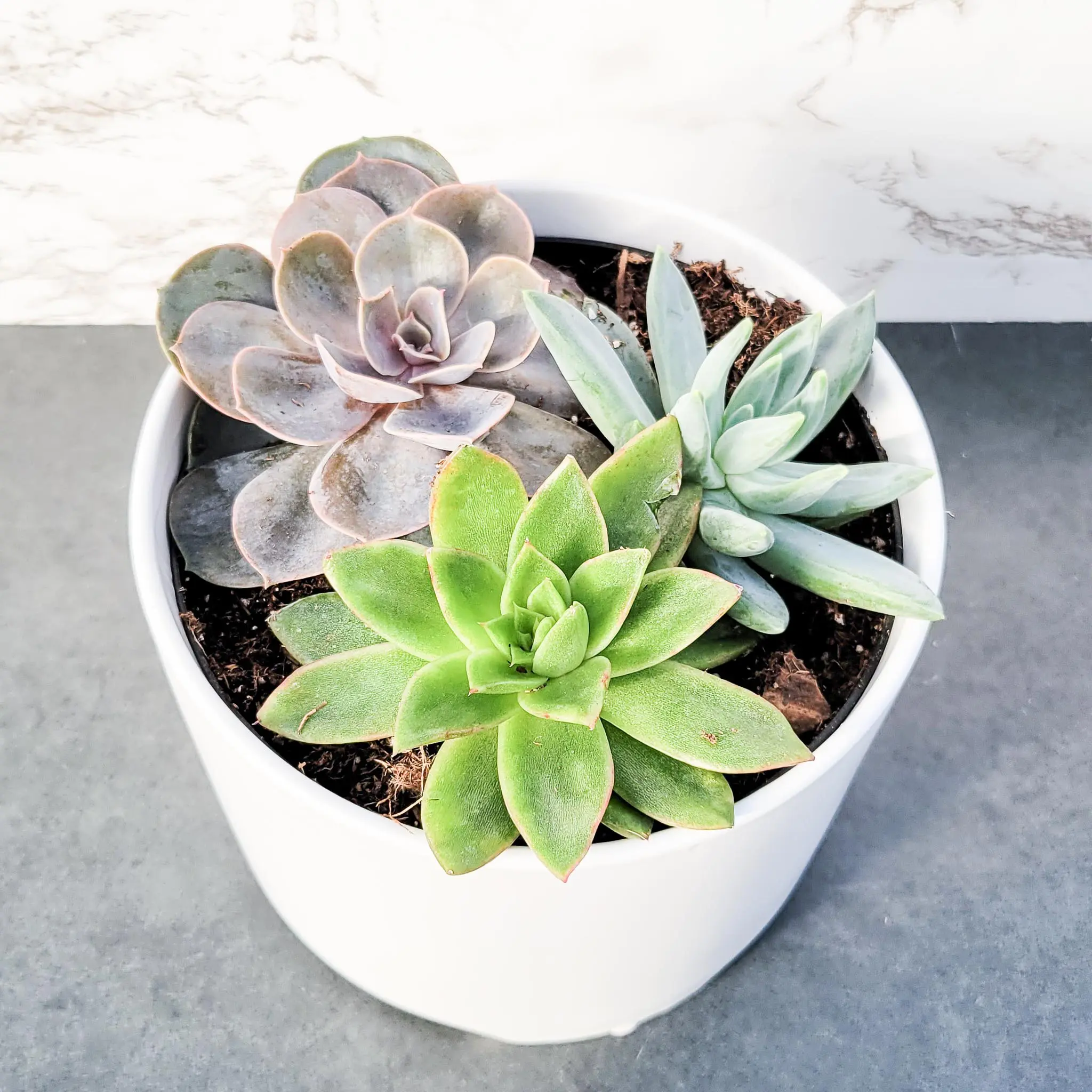 JHNIF Heart-Shaped Pure White Ceramic Cactus Succulent Plant Pots. 